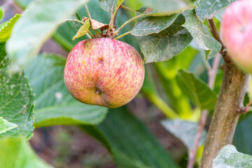 Manzana fuji colgando de la rama del árbol