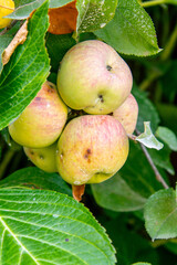Manzanas Fuji colgando de la rama del árbol