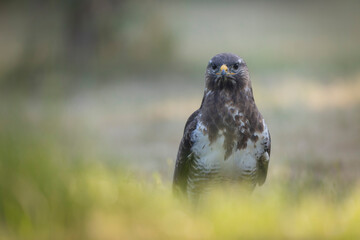 Common Buzzard Buteo buteo in close view