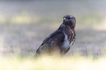 Common Buzzard Buteo buteo in close view