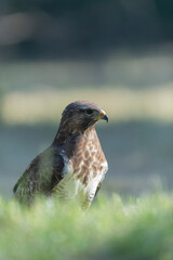 Common Buzzard Buteo buteo in close view