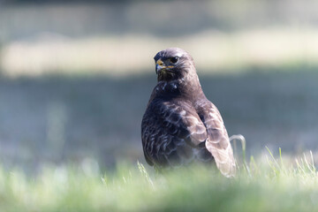 Common Buzzard Buteo buteo in close view