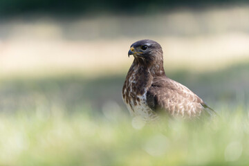 Common Buzzard Buteo buteo in close view
