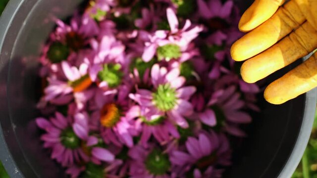 woman puts collected echinacea flowers in bucket. harvesting purple coneflowers, echinacea.
Distillery for processing of echinacea oil and water hydrosol from echinacea flowers. slow motion. 4K.