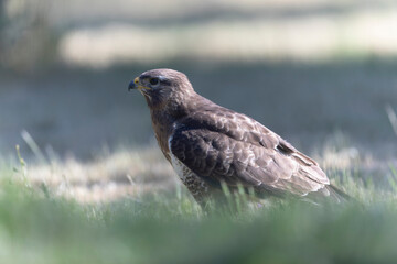 Common Buzzard Buteo buteo in close view