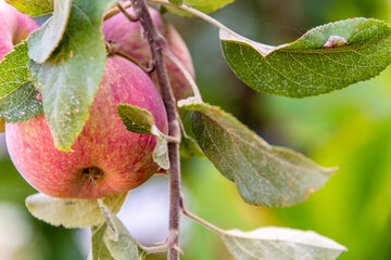 Manzanas Fuji colgando de la rama del árbol