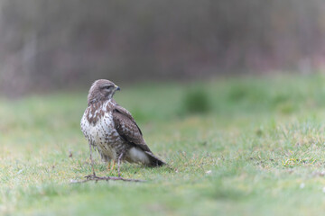 Common Buzzard Buteo buteo in close view
