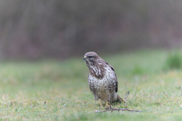 Common Buzzard Buteo buteo in close view