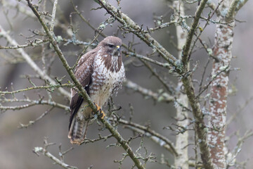 Common Buzzard Buteo buteo in close view