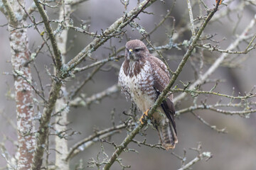 Common Buzzard Buteo buteo in close view