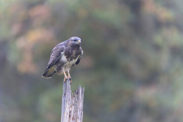 Common Buzzard Buteo buteo in close view