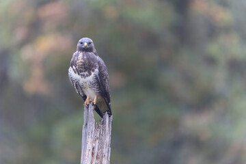 Common Buzzard Buteo buteo in close view