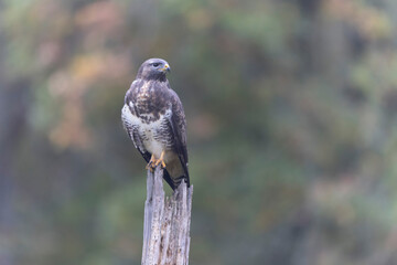 Common Buzzard Buteo buteo in close view