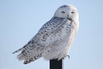Harfang des neiges, canada