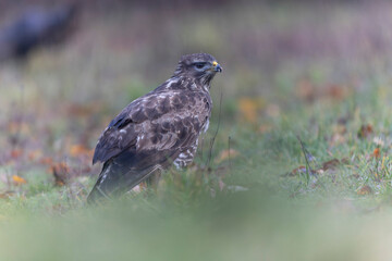 Common Buzzard Buteo buteo in close view