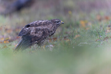 Common Buzzard Buteo buteo in close view