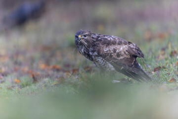 Common Buzzard Buteo buteo in close view