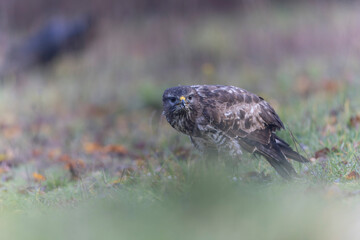 Common Buzzard Buteo buteo in close view