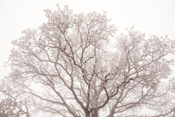 Frost on the oak tree crown. Autumn background. Cold, foggy weather. Silhouette of deciduous tree in the mist with rime ice.