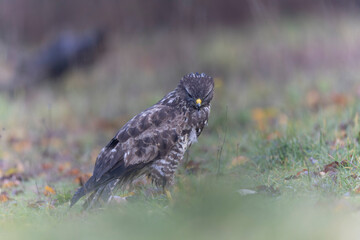 Common Buzzard Buteo buteo in close view