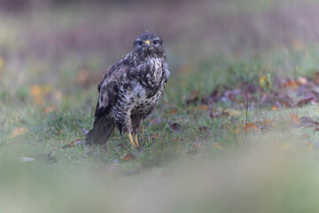 Common Buzzard Buteo buteo in close view