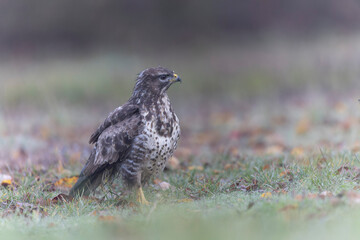 Common Buzzard Buteo buteo in close view