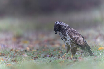 Common Buzzard Buteo buteo in close view