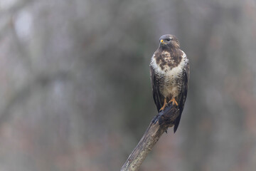 Common Buzzard Buteo buteo in close view