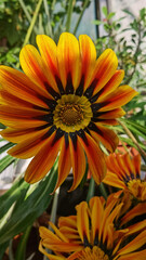 flower in the garden