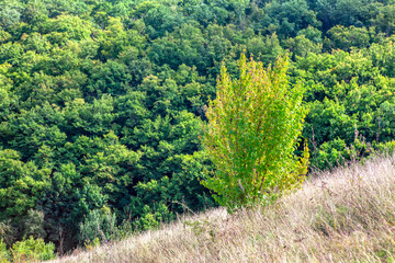 Fototapeta na wymiar Single tree in front of the forest . Green treetops in the summer