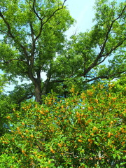 満開の金木犀と楠木