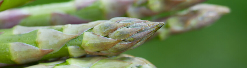 Banner Spears of Fresh green asparagus in the sun, copy space for text