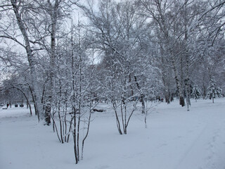 snow covered trees