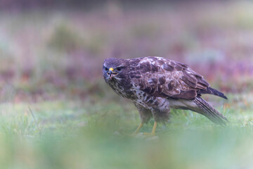 Common Buzzard Buteo buteo in close view