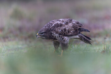 Common Buzzard Buteo buteo in close view