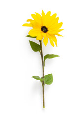 Isolated yellow flower on white background
