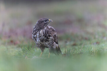 Common Buzzard Buteo buteo in close view