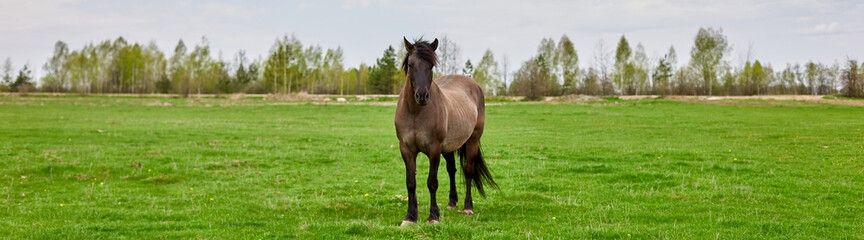 Obraz na płótnie Canvas Banner A brown horse with a shaggy tan mane standing in an empty grass field