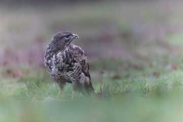 Common Buzzard Buteo buteo in close view