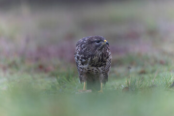 Common Buzzard Buteo buteo in close view