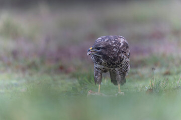 Common Buzzard Buteo buteo in close view