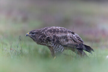 Common Buzzard Buteo buteo in close view