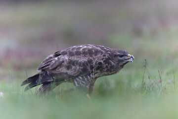 Common Buzzard Buteo buteo in close view