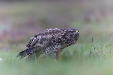 Common Buzzard Buteo buteo in close view