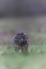 Common Buzzard Buteo buteo in close view