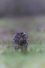 Common Buzzard Buteo buteo in close view