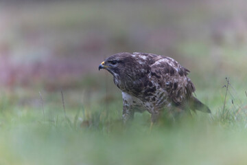 Common Buzzard Buteo buteo in close view