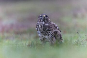 Common Buzzard Buteo buteo in close view