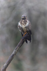 Common Buzzard Buteo buteo in close view
