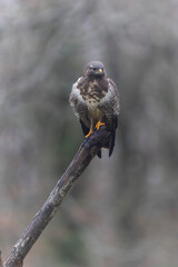 Common Buzzard Buteo buteo in close view